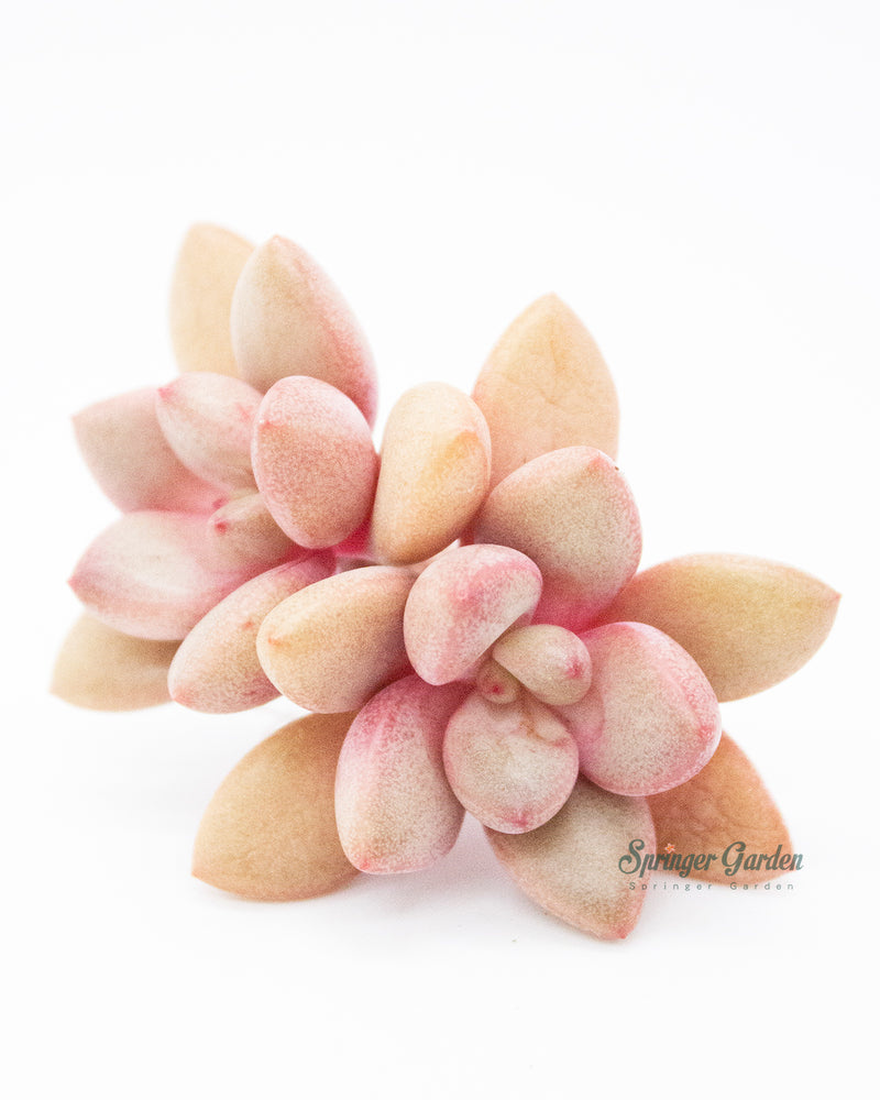 Graptoveria Migum