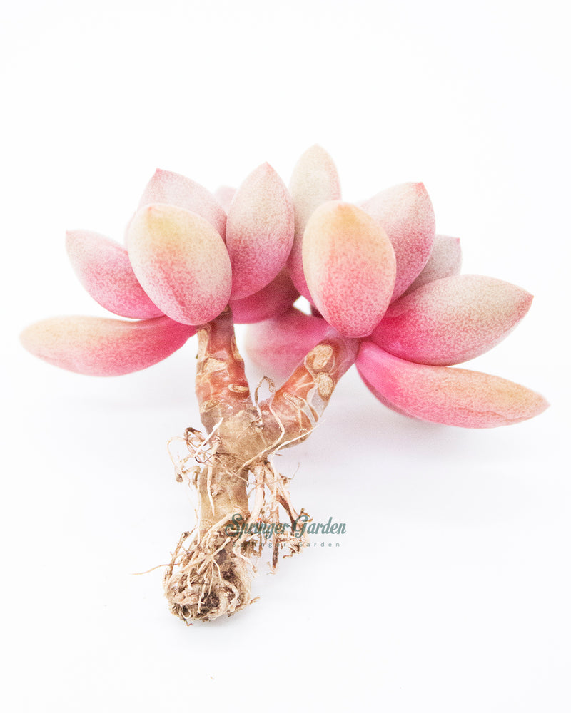 Graptoveria Migum