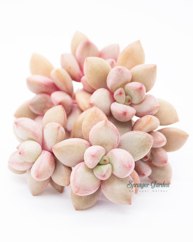 Graptoveria Migum