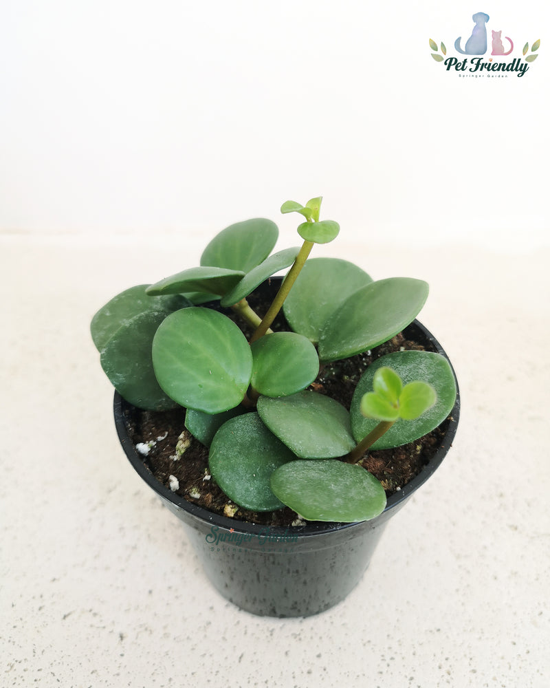 Peperomia Hope