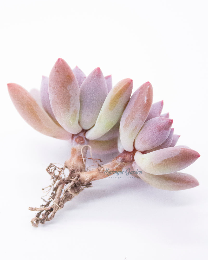 Pachyveria Cutie finger - Cluster. Toronto's 5-star Bestseller nursery store selected rare local and Korean succulents; houseplants, indoor plants, selected handmade planters with a drainage hole, produced by ourselves, wholesale. Plant delivery Toronto, GTA, Mississauga, shipping Canada, United States. Pot/Pottery/Handmade/Ceramic/Glazed/Table Decor/Indoor Decor