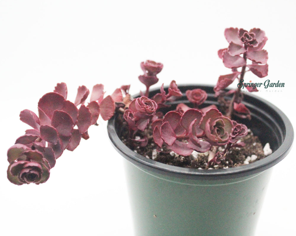 Sedum Spurium Tricolor