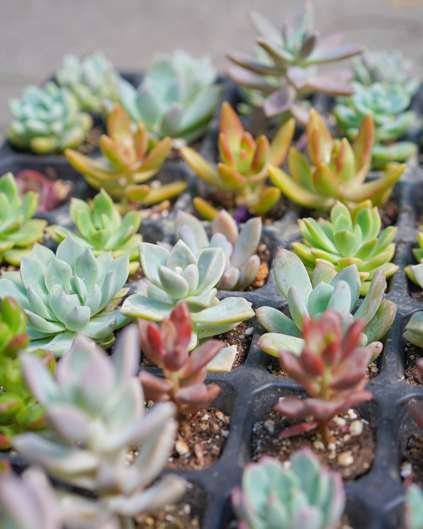 succulent subscription Local Succulents Subscription – Springer Hobbies