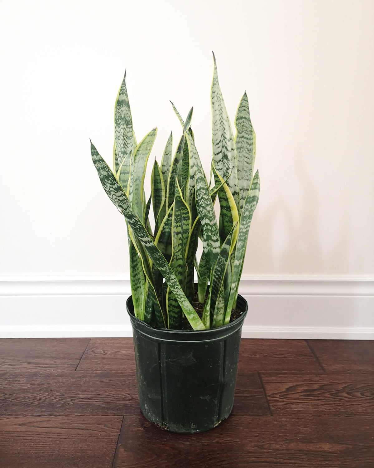 Sansevieria Laurentii Toronto's 5-star Bestseller nursery store selected local & Korean rare succulents; houseplants, indoor plants, selected handmade planters with a drainage hole, pots, bonsai pots, produced by ourselves, wholesale. Ceramic Planter With Drainage Hole Cactus Succulent Plant Pot/Small Fern Flower Pot Gift Garden Desk Pottery/Handmade/Ceramic/Glazed/Table Decor/Indoor Decor/Tabletop Planter
