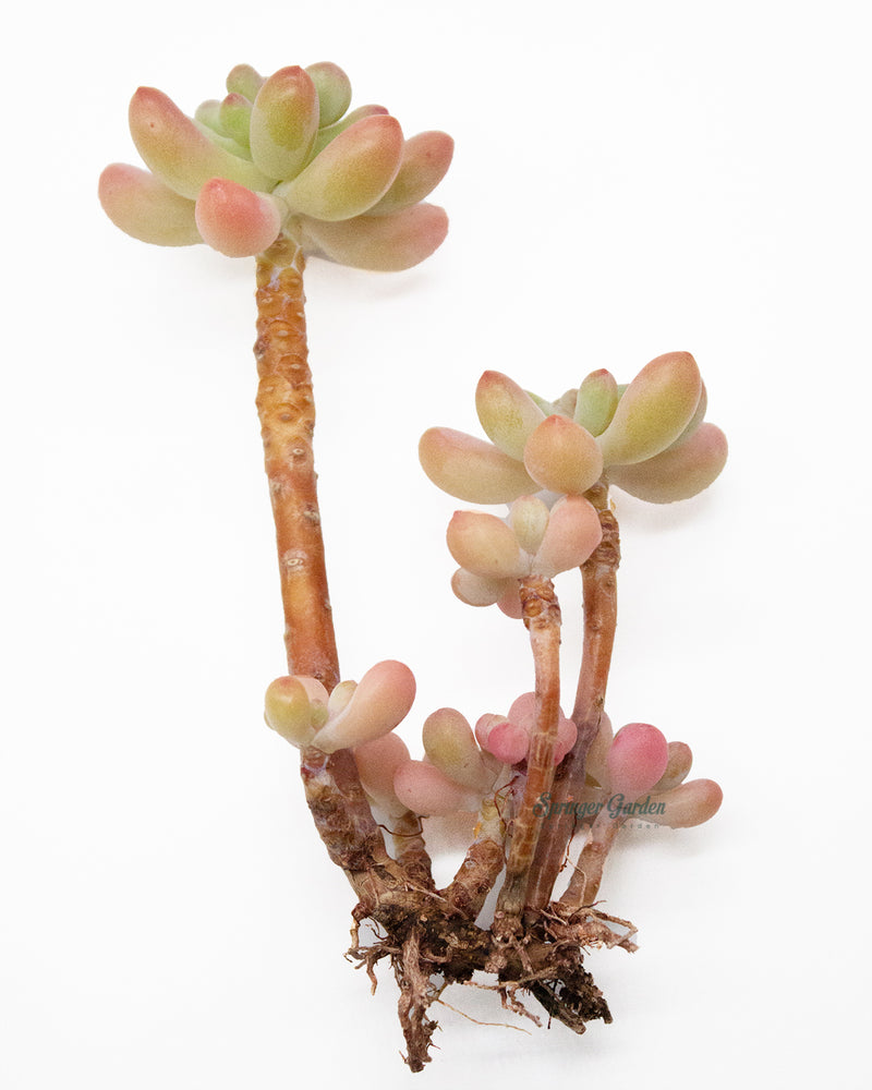 Sedum Pachyphyllum Thin Blue Form