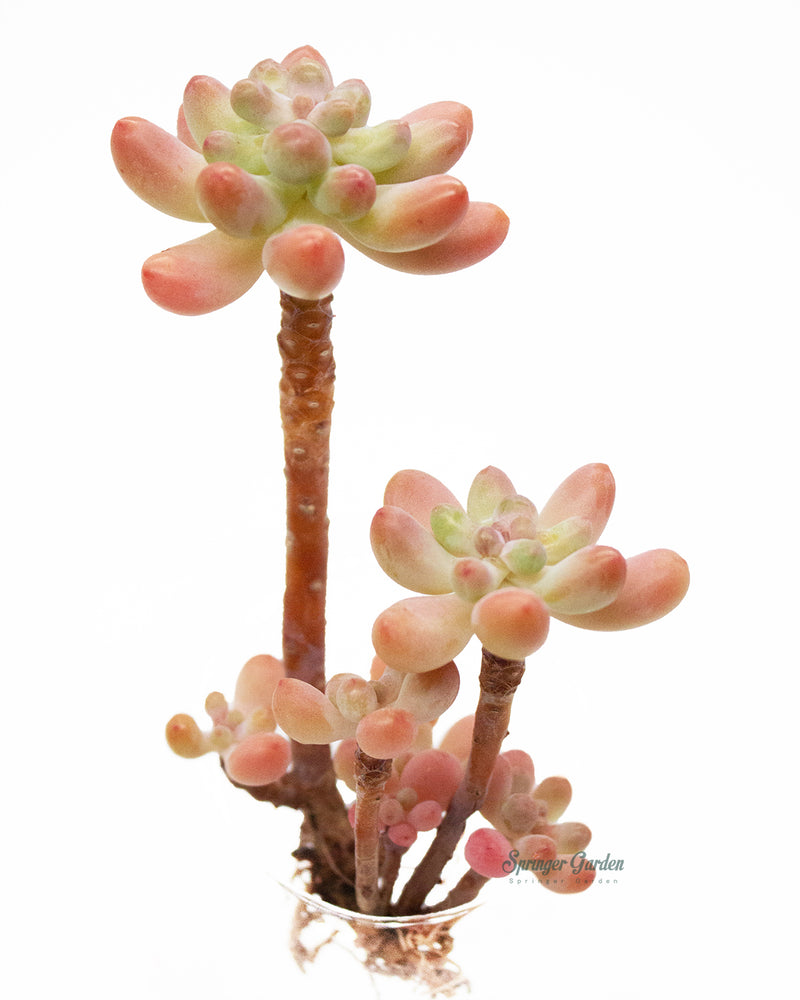 Sedum Pachyphyllum Thin Blue Form