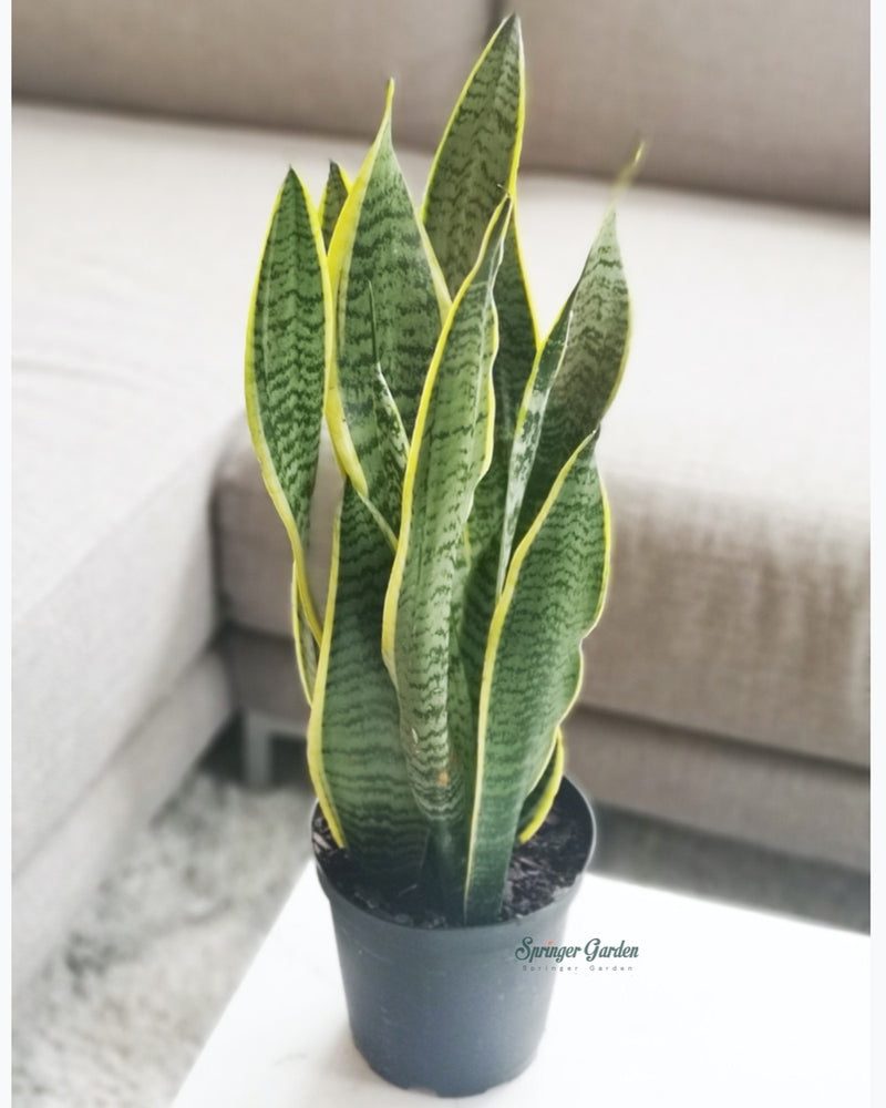 Sansevieria Laurentii Toronto's 5-star Bestseller nursery store selected local & Korean rare succulents; houseplants, indoor plants, selected handmade planters with a drainage hole, pots, bonsai pots, produced by ourselves, wholesale. Ceramic Planter With Drainage Hole Cactus Succulent Plant Pot/Small Fern Flower Pot Gift Garden Desk Pottery/Handmade/Ceramic/Glazed/Table Decor/Indoor Decor/Tabletop Planter