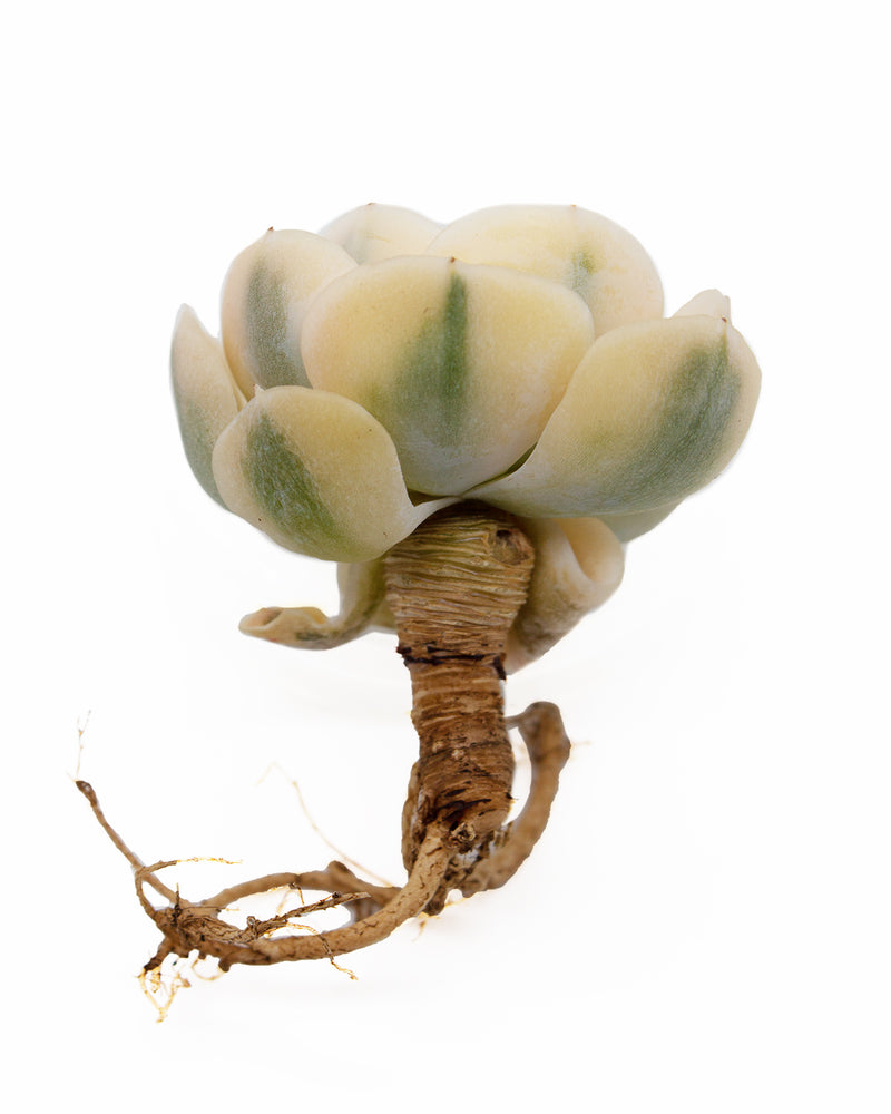 Echeveria Agavoides Akaihosi Toronto's 5-star Bestseller nursery store selected local & Korean rare succulents; houseplants, indoor plants, selected handmade planters with a drainage hole, pots, bonsai pots, produced by ourselves, wholesale.