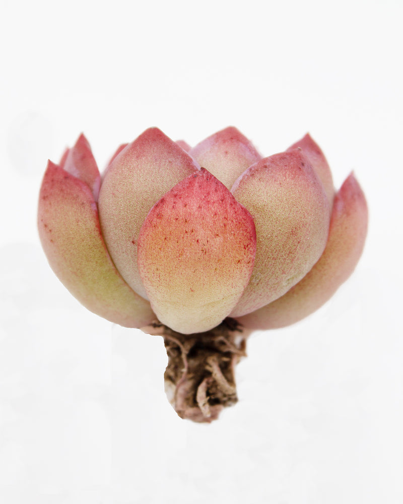 Echeveria Brave