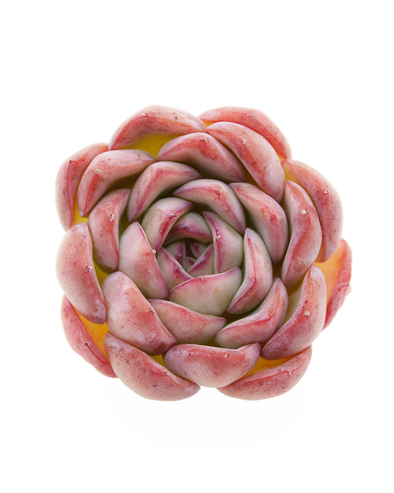 Echeveria Brave