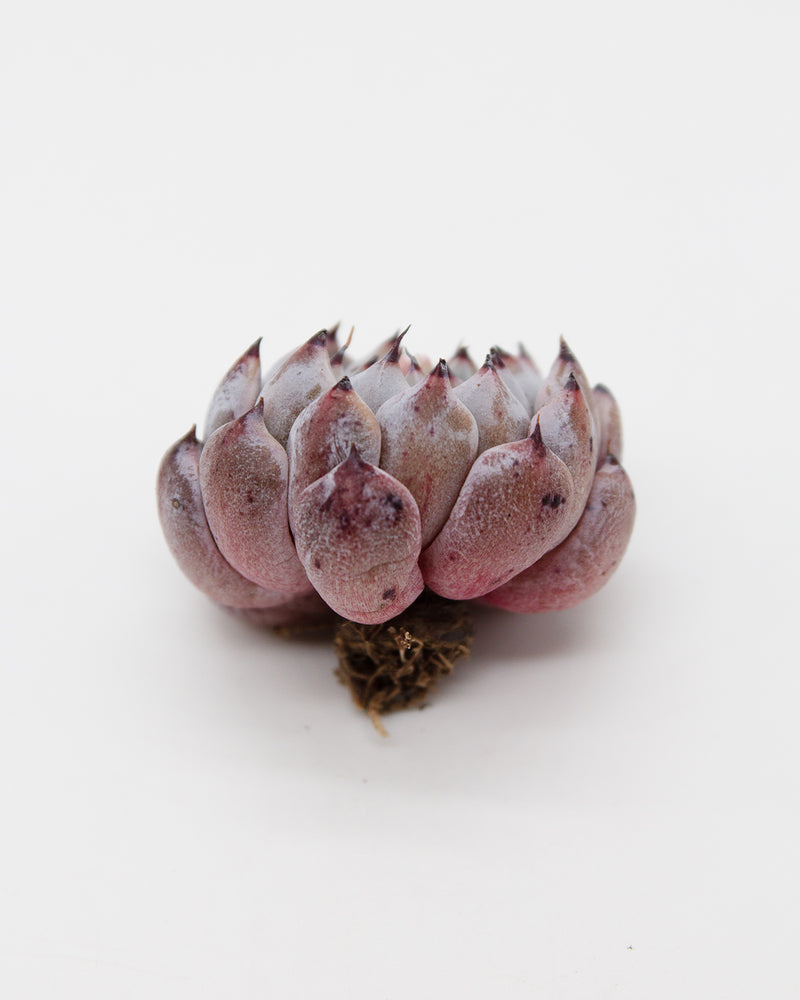 Echeveria Mexensis Zaragosa - Black