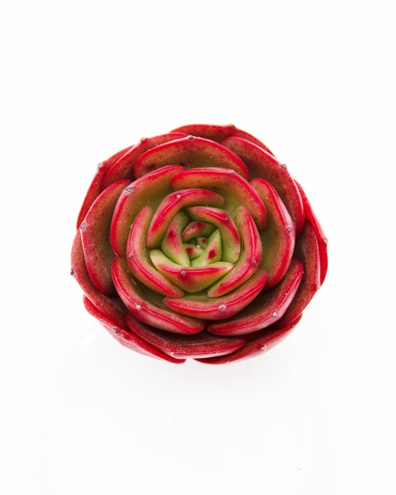 Echeveria Red Fantasy