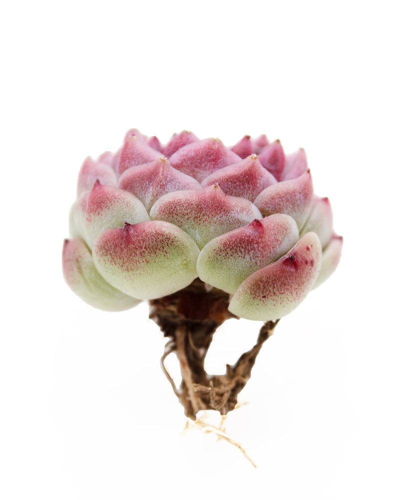 Echeveria Red Velvet - One Head