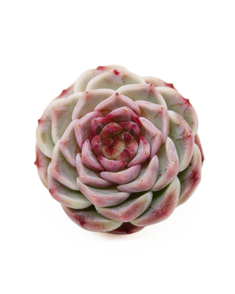 Echeveria Red Velvet - One Head