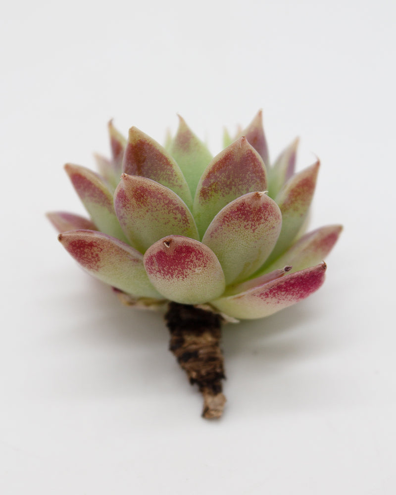 Echeveria Macdougallii