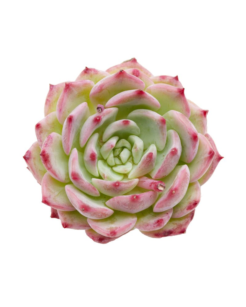 Echeveria Agavoides Maria