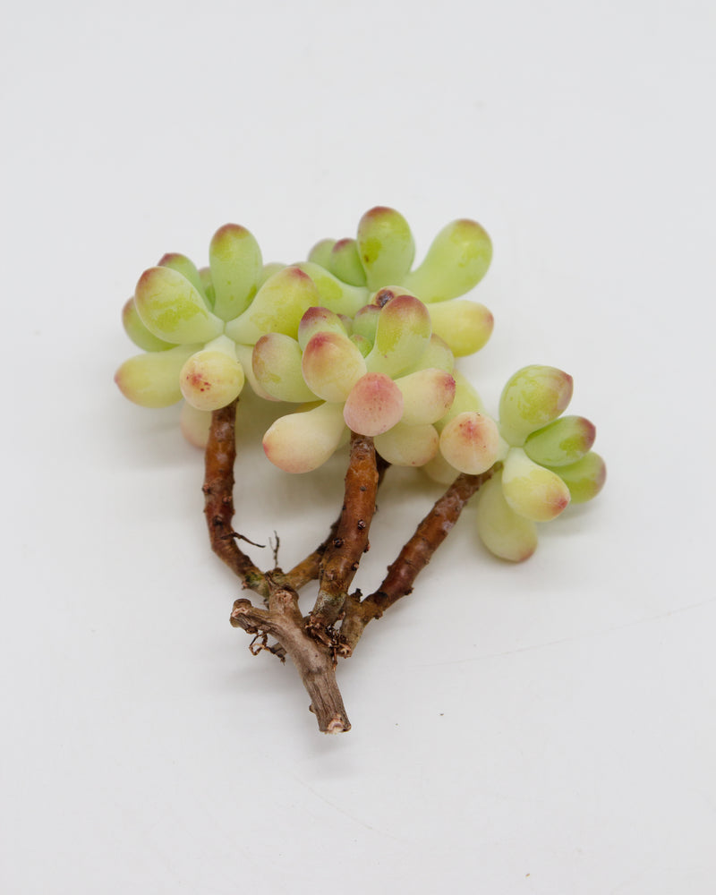 Sedum Pachyphyllum sp.