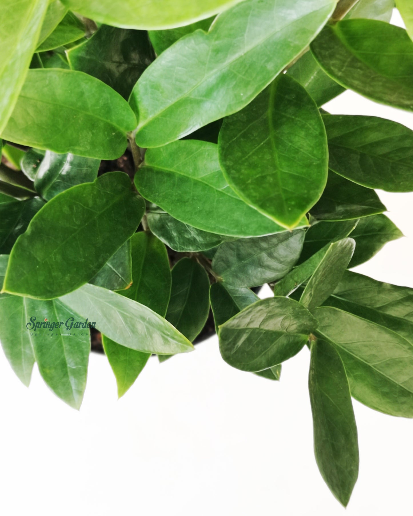 zz plant wholesale ZZ Plant – Springer Hobbies