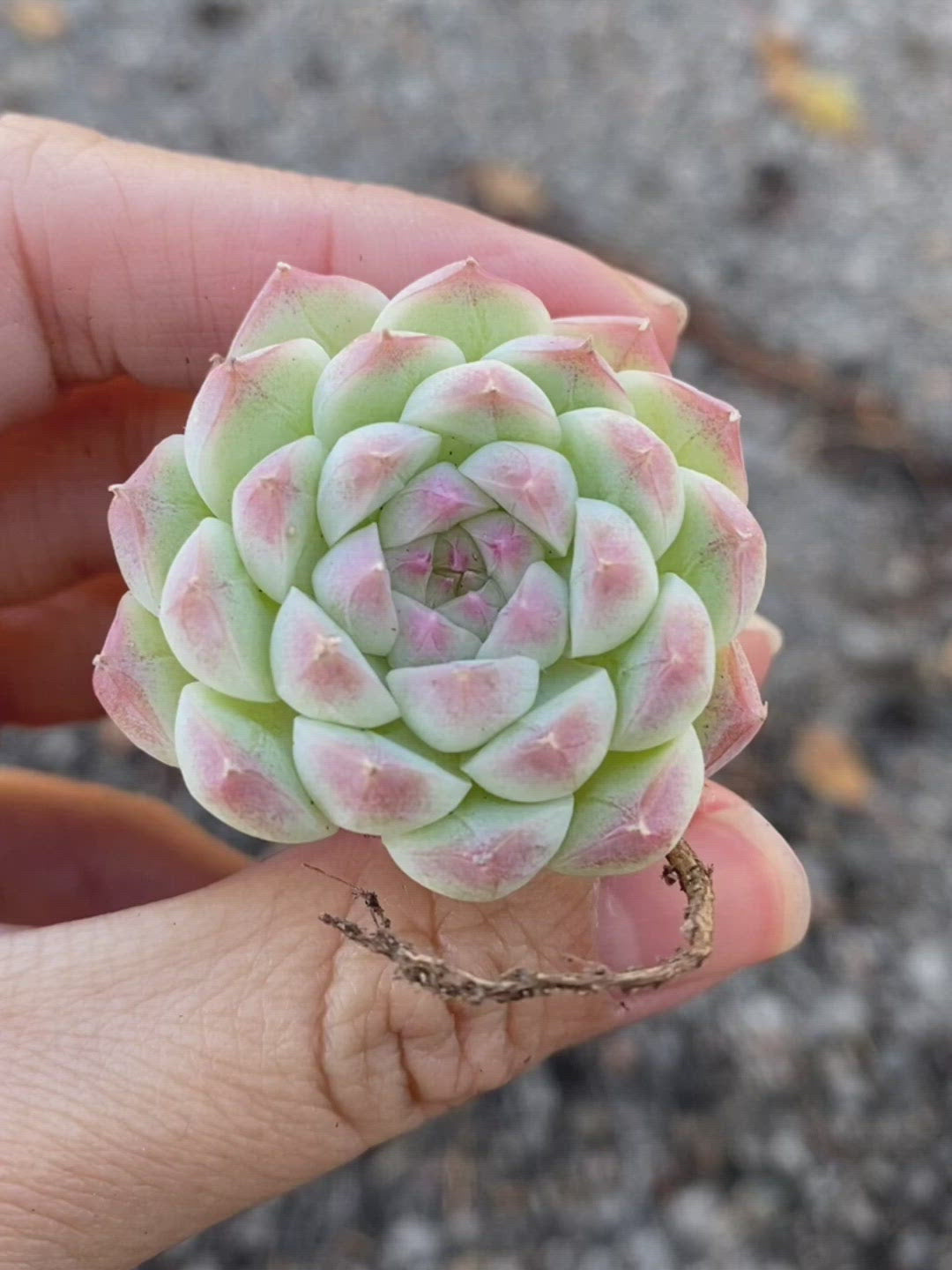 Echeveria Alba Toronto's 5-star Bestseller nursery store selected local & Korean rare succulents; houseplants, indoor plants, selected handmade planters with a drainage hole, pots, bonsai pots, produced by ourselves, wholesale.