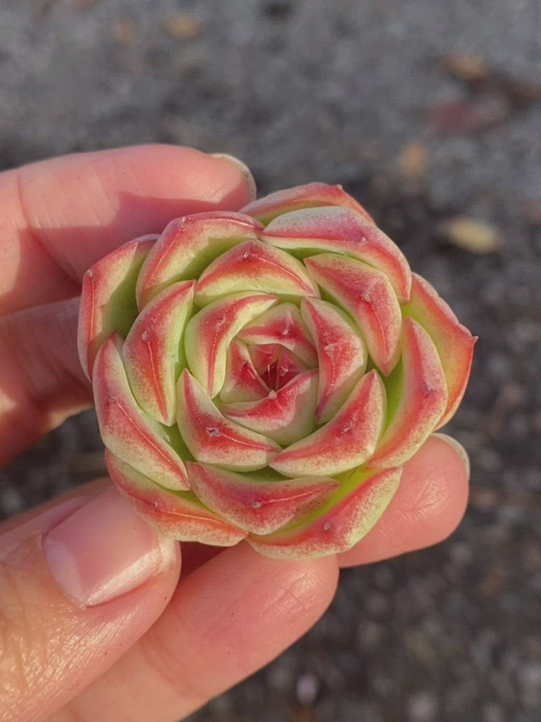 Echeveria Silhouence