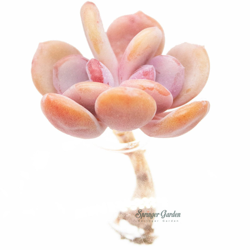 Echeveria Cinderella Toronto's 5-star Bestseller nursery store selected local & Korean rare succulents; houseplants, indoor plants, selected handmade planters with a drainage hole, pots, bonsai pots, produced by ourselves, wholesale. Handmade/Glazed/Table Decor/Indoor Decor/Tabletop Planter