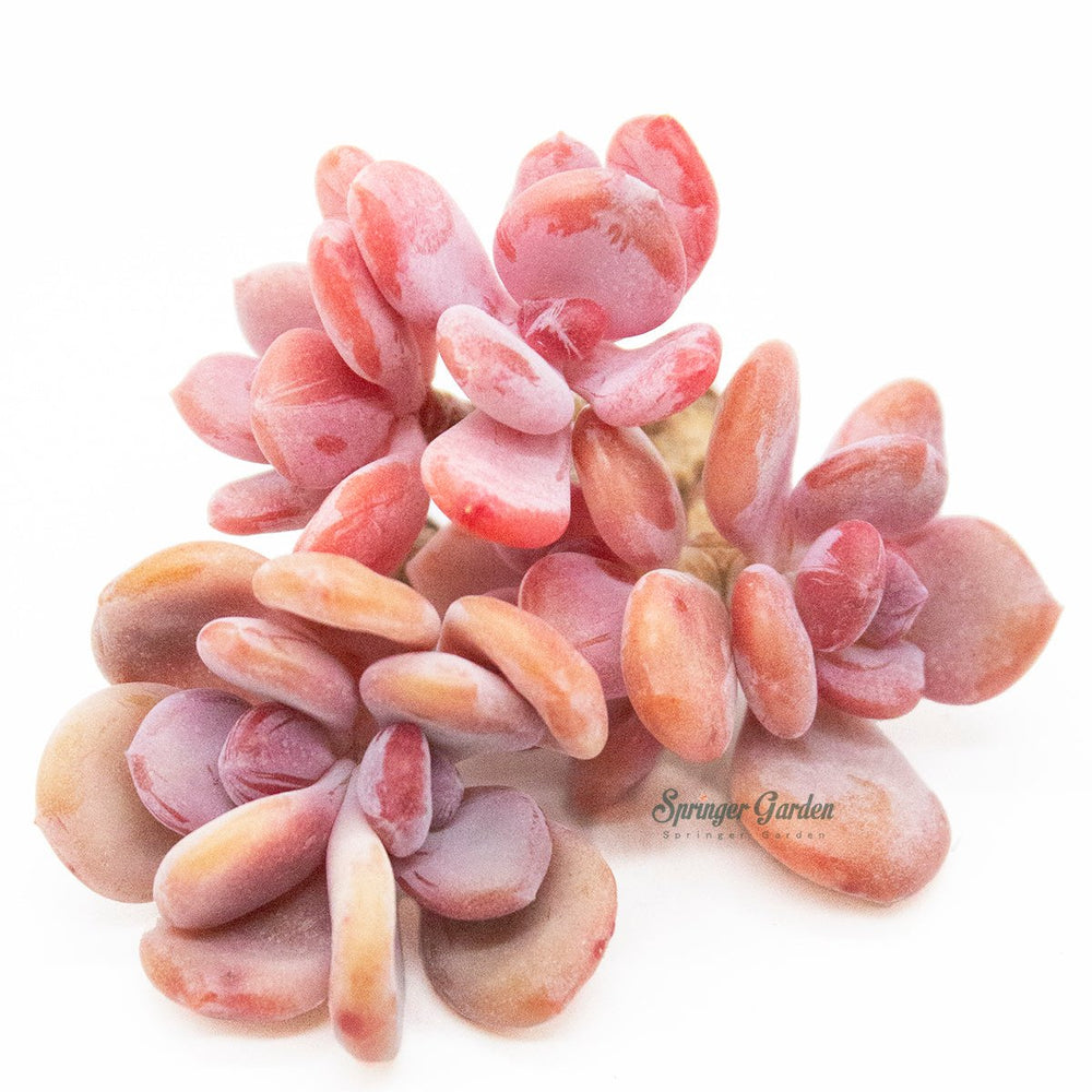 Echeveria Cinderella Toronto's 5-star Bestseller nursery store selected local & Korean rare succulents; houseplants, indoor plants, selected handmade planters with a drainage hole, pots, bonsai pots, produced by ourselves, wholesale. Handmade/Glazed/Table Decor/Indoor Decor/Tabletop Planter
