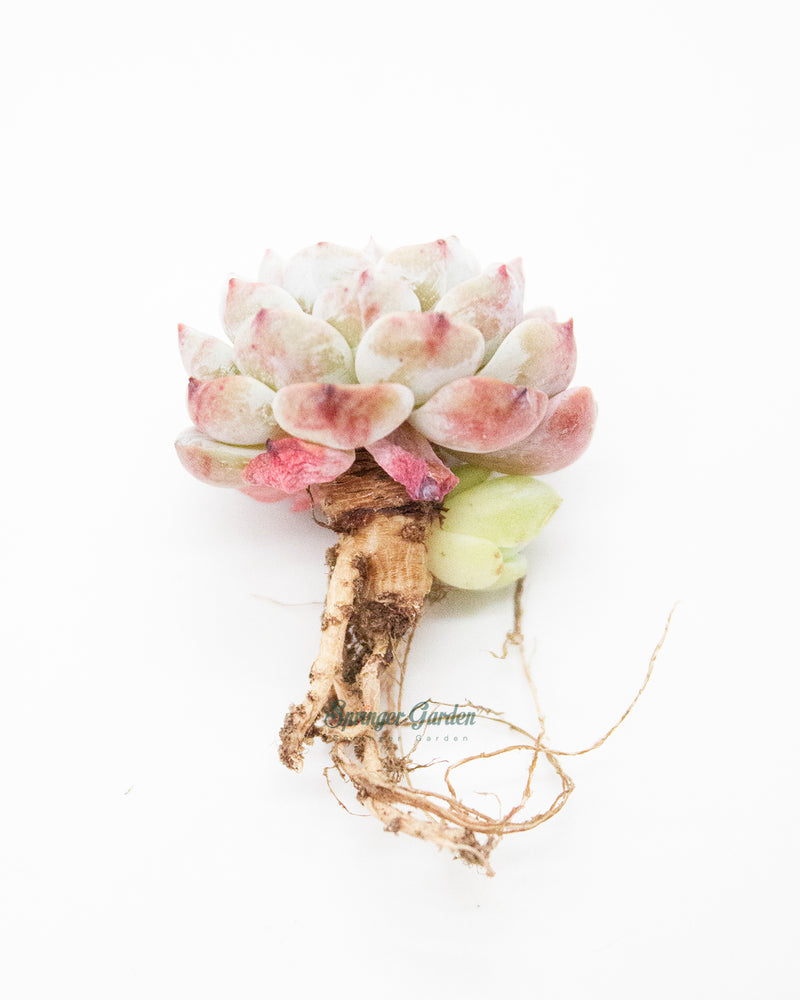 Echeveria Lapine