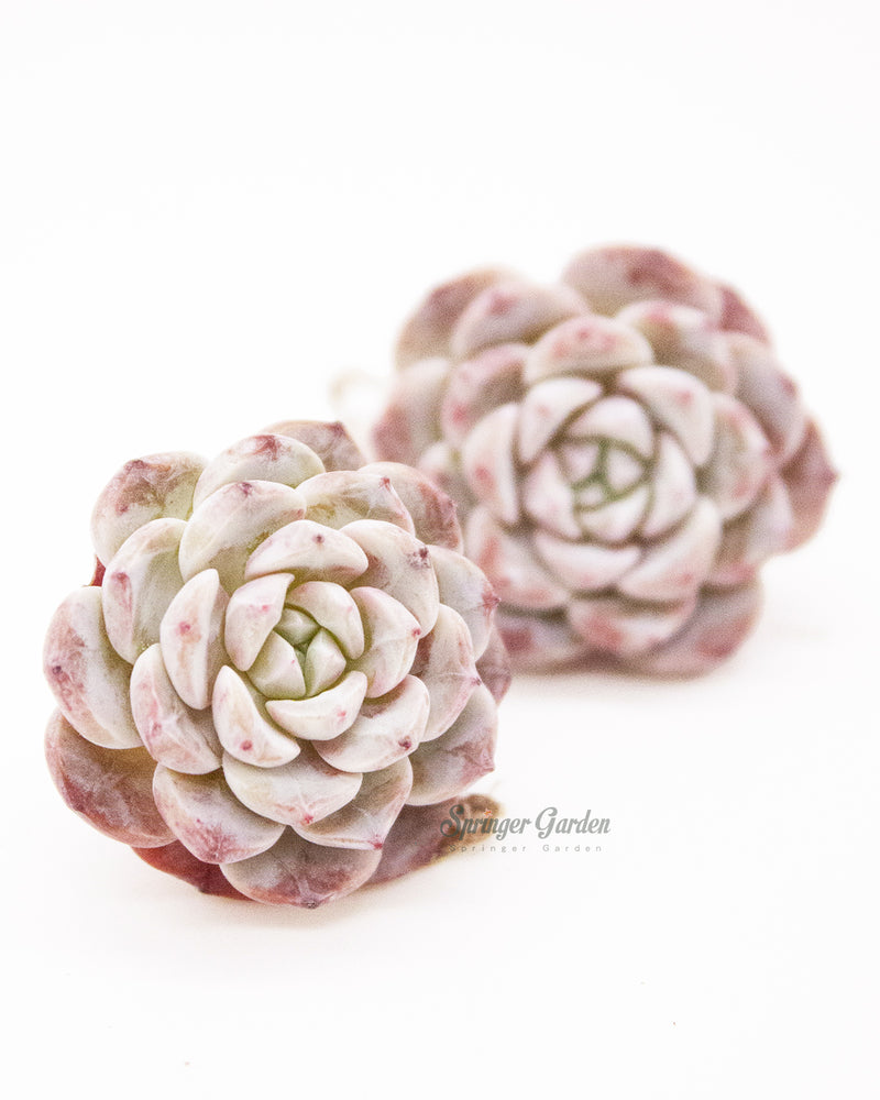 Echeveria Lapine