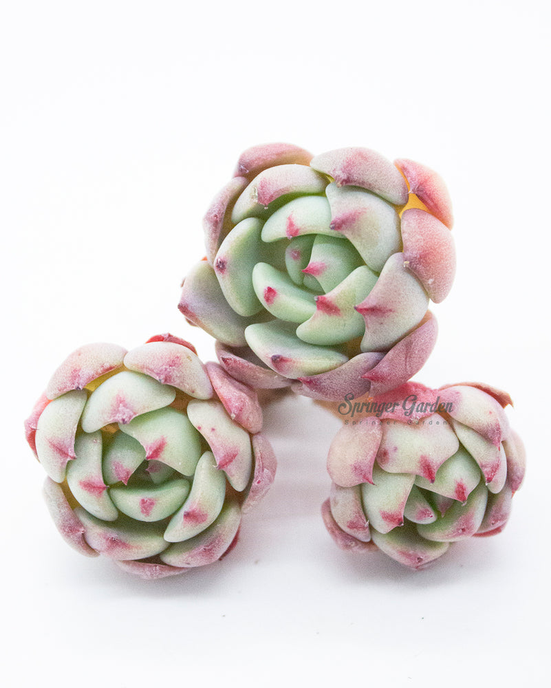Echeveria Nanahukumini