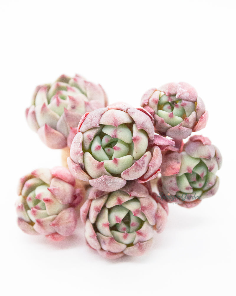 Echeveria Nanahukumini
