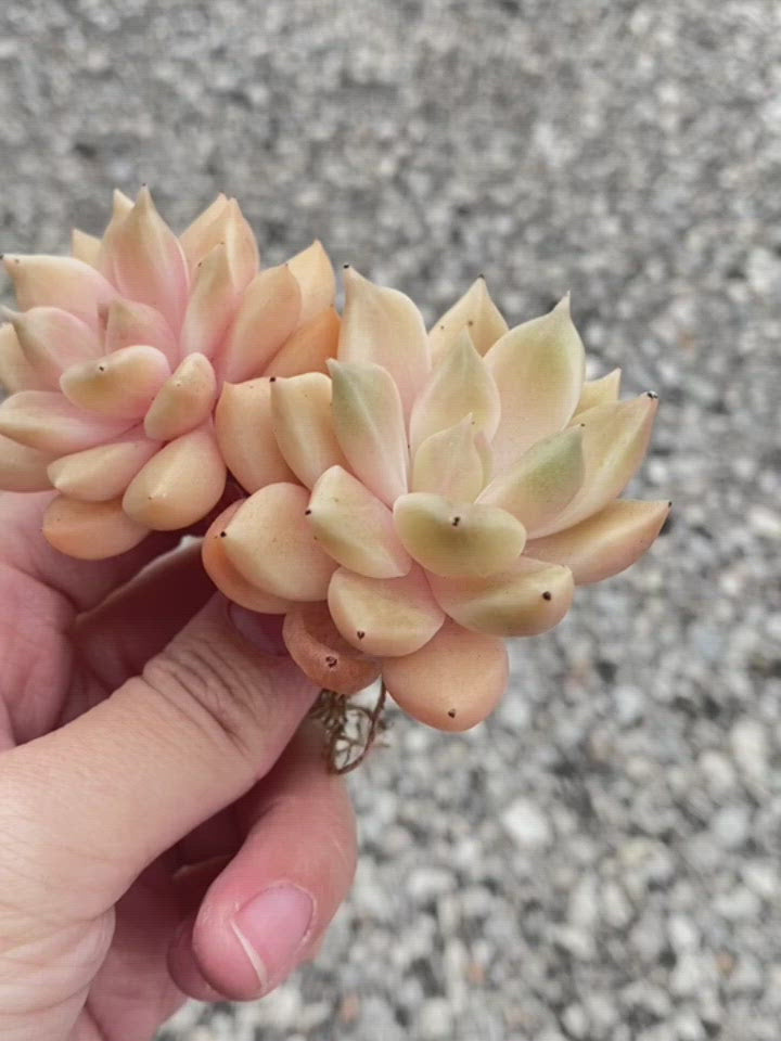 Echeveria Melody