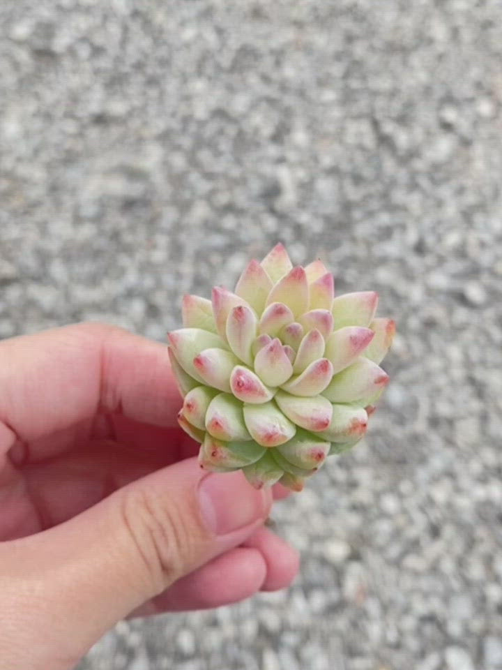 Sedeveria cv. Supar Brow