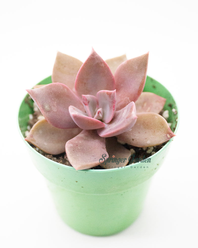 Graptopetalum