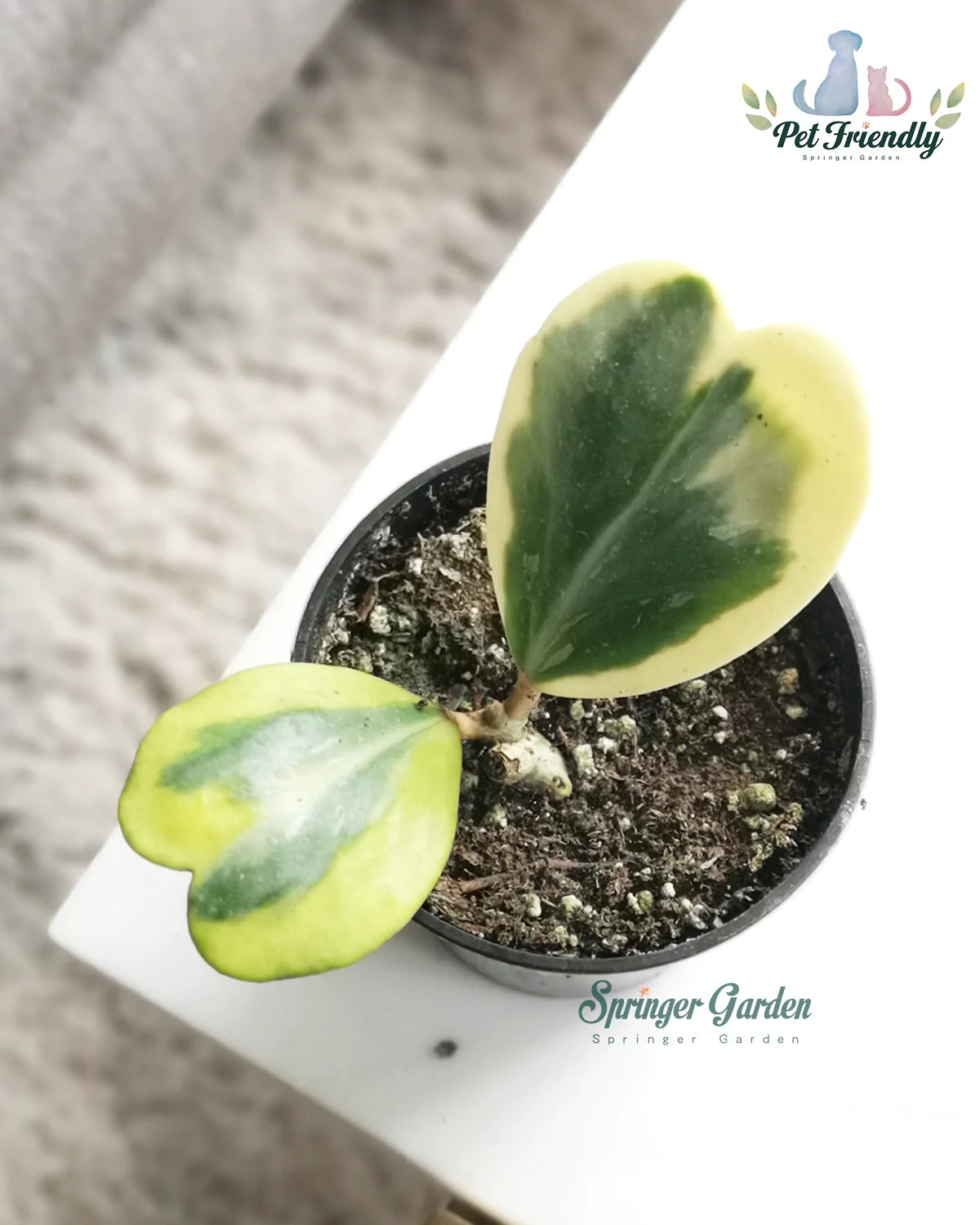 Hoya kerrii is a species of Hoya native to the south-east of Asia. Its eponymous collector is Arthur Francis George Kerr, British physician and botanist. As the thick leaves are heart-shaped, the plant is sometimes named "lucky-heart". In Europe, it is sold for Saint Valentine's Day.