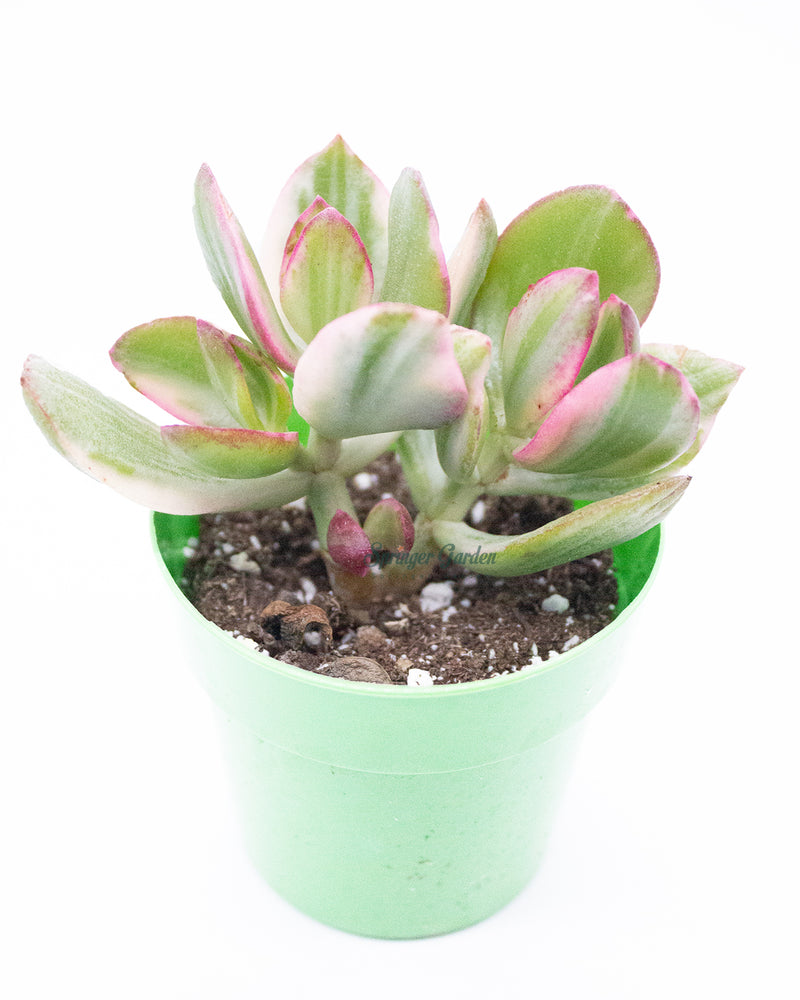 Jade Plant/Ogre/Shrek Ears