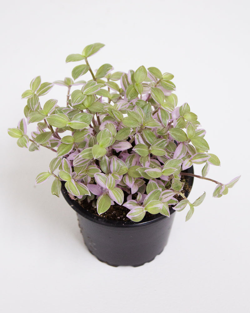 Callisia Repens 'Pink Lady'