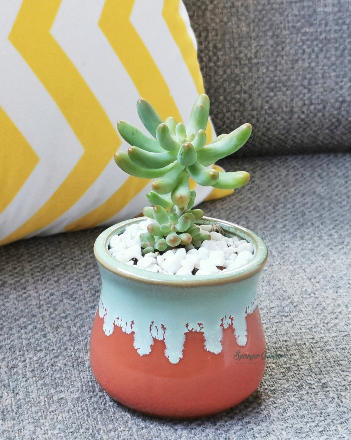 Succulent Planter/ Succulent Pot / Table Decor / Indoor Decor / Wedding Gift Rare and unusual living succulents and cactus
