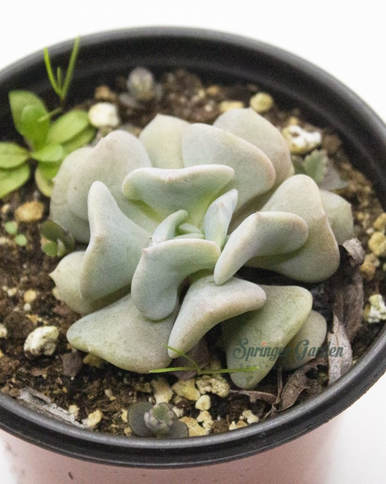 xGraptoveria Topsy Debbie x Echeveria runyonii 'Topsy Turvy' snow elf