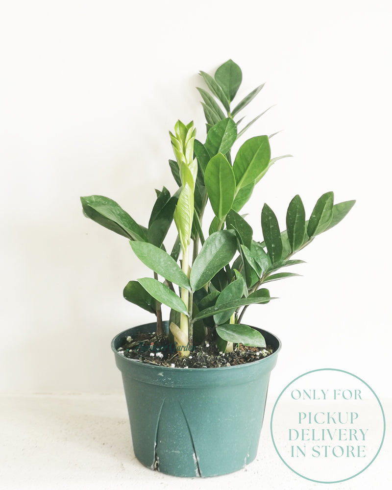 ZZ Plant Toronto's 5-star Bestseller nursery store selected local & Korean rare succulents; houseplants, indoor plants, selected handmade planters with a drainage hole, pots, bonsai pots, produced by ourselves, wholesale. Ceramic Planter With Drainage Hole Cactus Succulent Plant Pot/Small Fern Flower Pot Gift Garden Desk Pottery/Handmade/Ceramic/Glazed/Table Decor/Indoor Decor/Tabletop Planter
